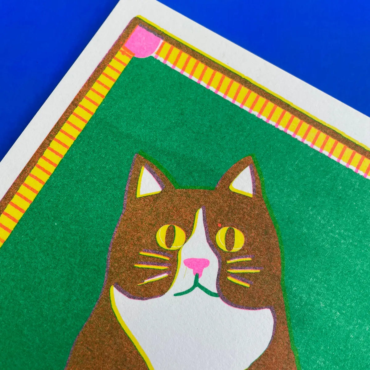 Close-up of the brown and white cat