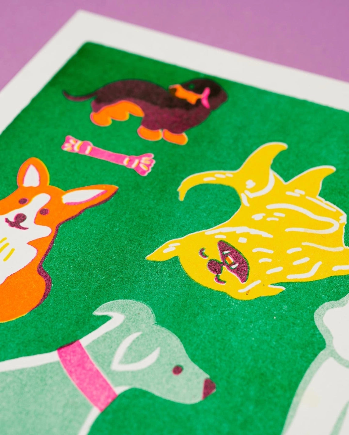 Close-up of a corgi, Afghan hound and other dogs