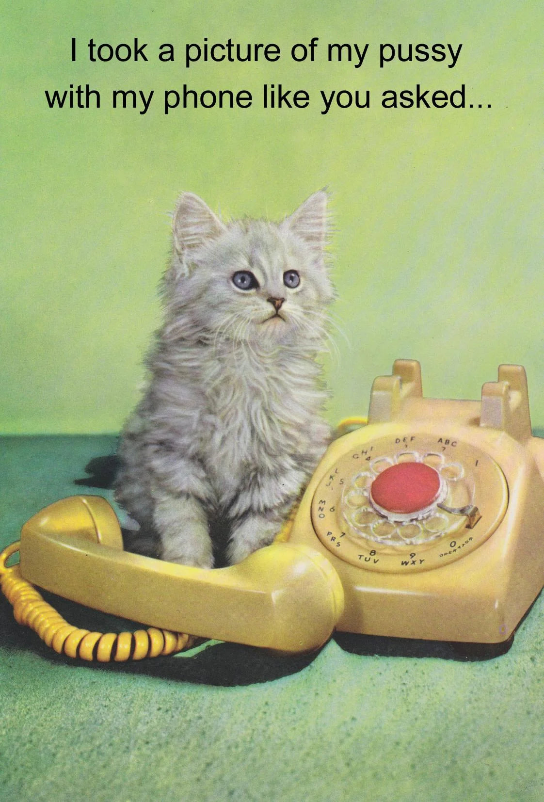 Kiss Me Kwik card: a fluffy grey kitten sitting on a vintage phone, captioned 'I took a picture of my pussy with my phone like you asked...'