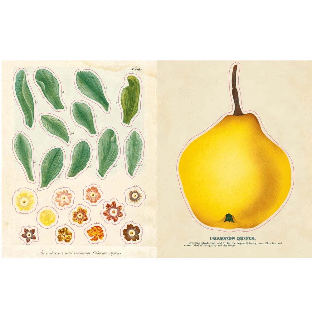 Sticker pages with leaves, flowers and a yellow quince