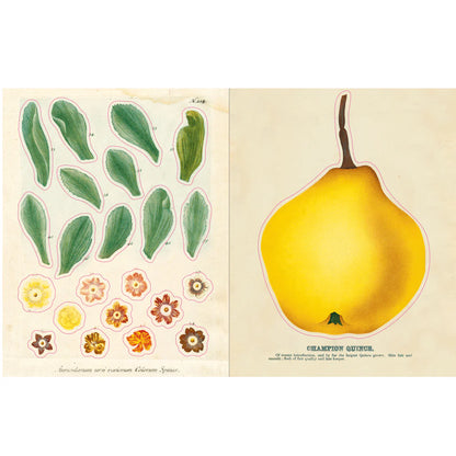 Sticker pages with leaves, flowers and a yellow quince