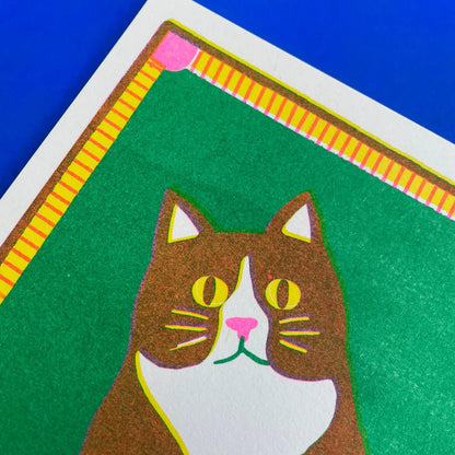 Close-up of the brown and white cat