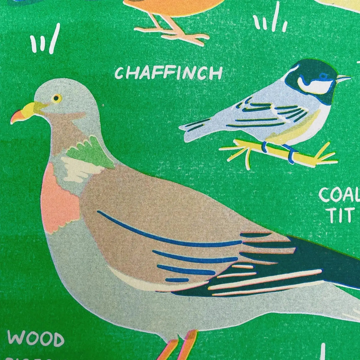Close-up of the chaffinch, coal tit and wood pigeon