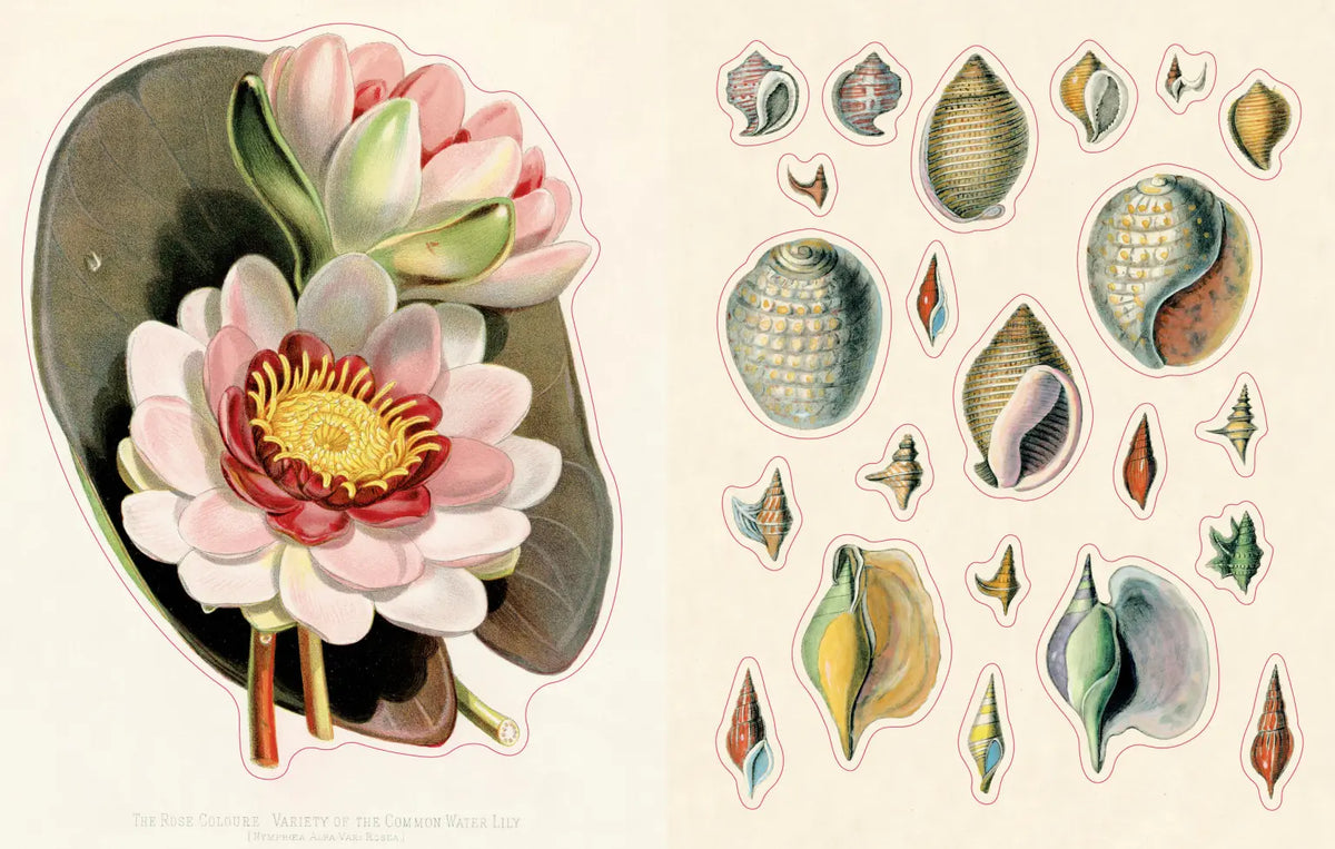Sticker page with a water lily and a collection of seashells