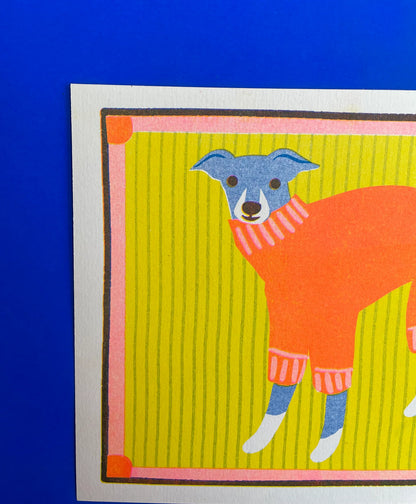 Close-up of the greyhound in a jumper