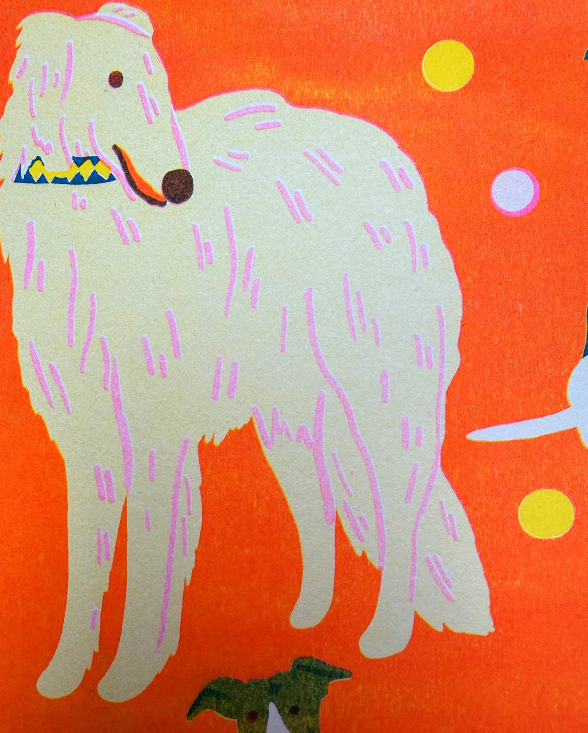 Close-up of a white borzoi