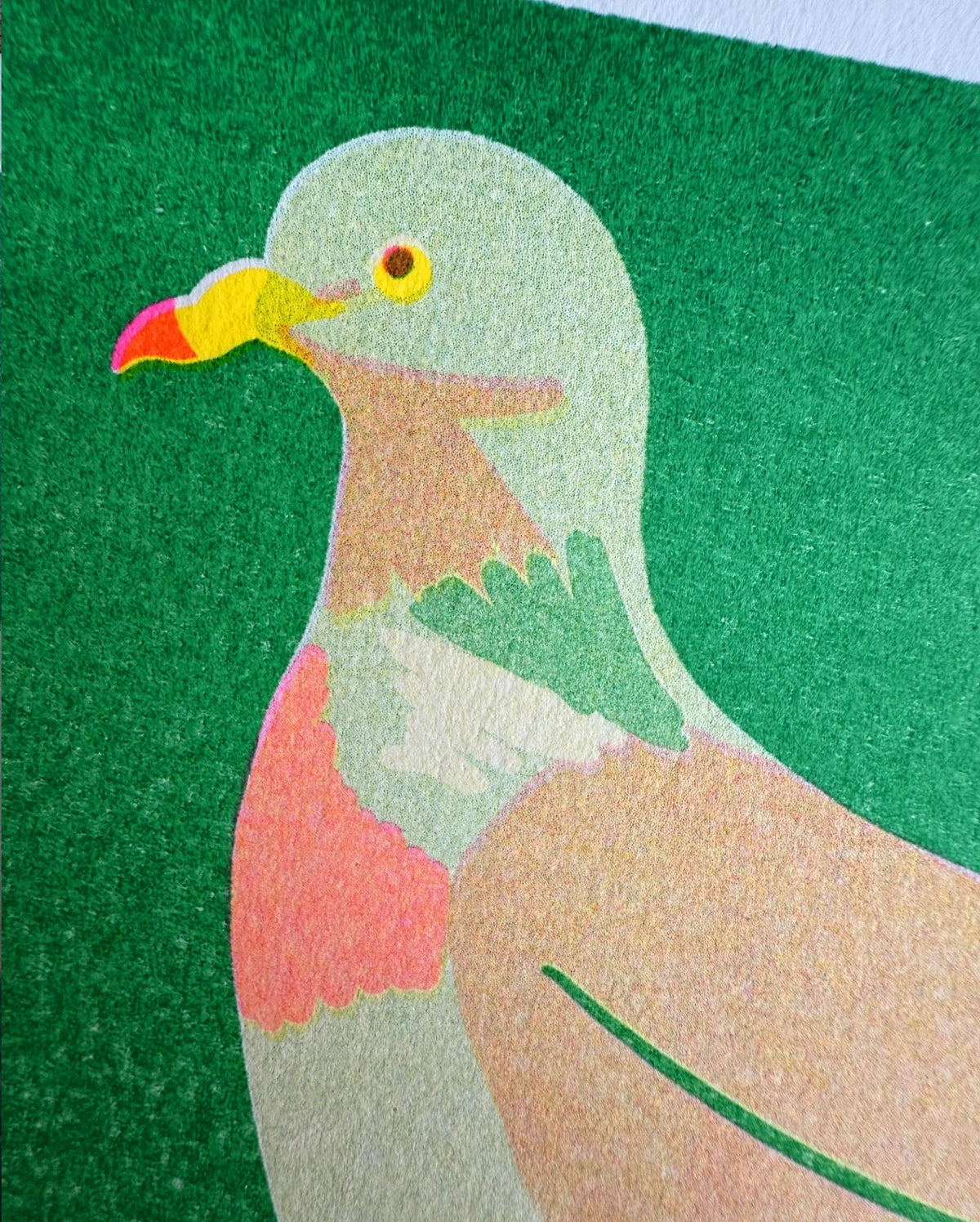 Close-up of the wood pigeon print