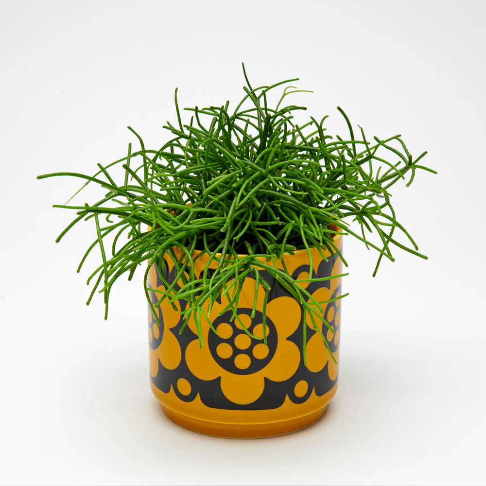 Geo flower pot holding a spiky green plant
