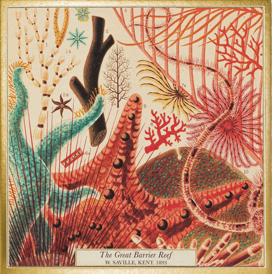 Matchbox with a vintage illustration of starfish and coral: The Great Barrier Reef