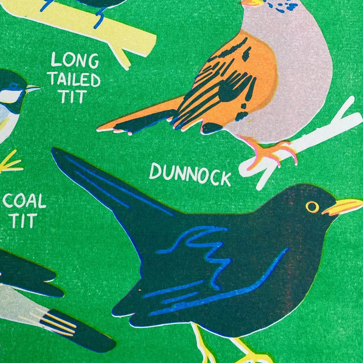 Close-up of the long-tailed tit and dunnock