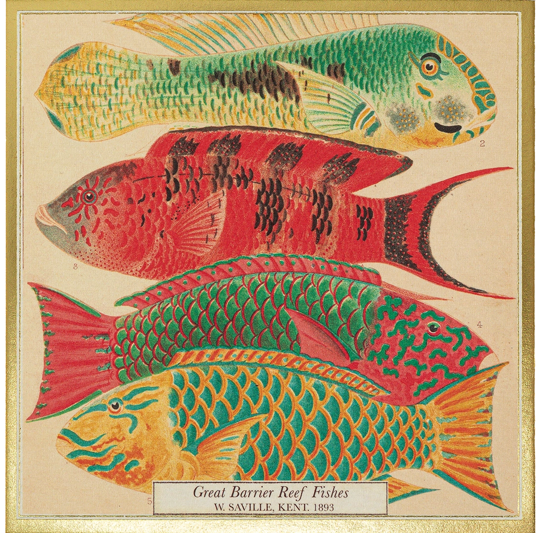 Matchbox with a vintage illustration of colourful reef fish: Great Barrier Reef Fishes