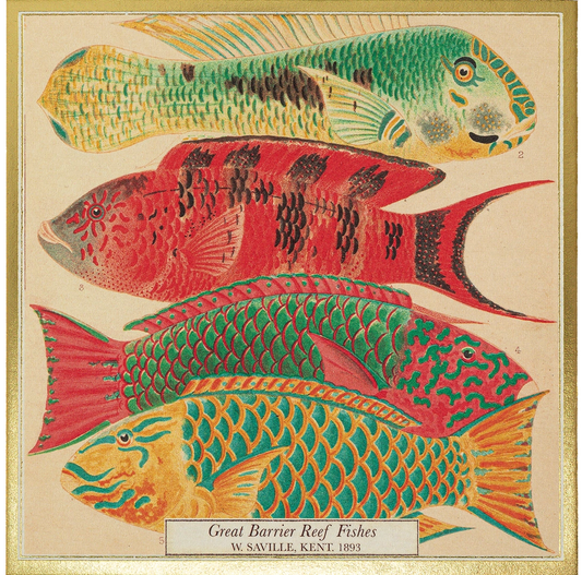 Matchbox with a vintage illustration of colourful reef fish: Great Barrier Reef Fishes
