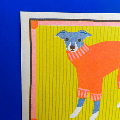 Close-up of the greyhound in a jumper