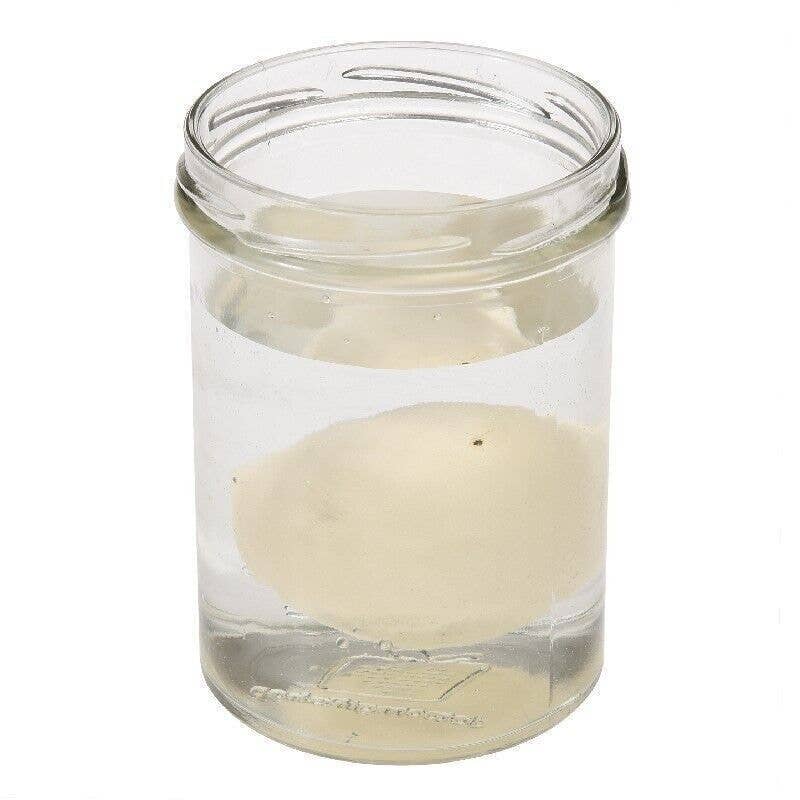 Dinosaur egg starting to crack open in water
