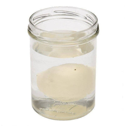 Dinosaur egg starting to crack open in water