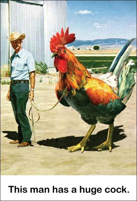 Kiss Me Kwik card: a farmer leading a giant rooster on a rope, captioned 'This man has a huge cock.'